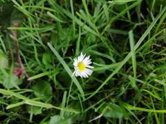 Bellis perennis