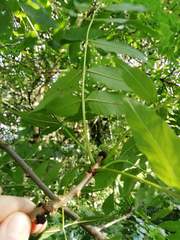 Fraxinus excelsior