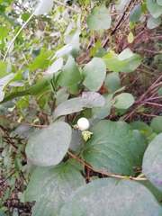Symphoricarpos albus