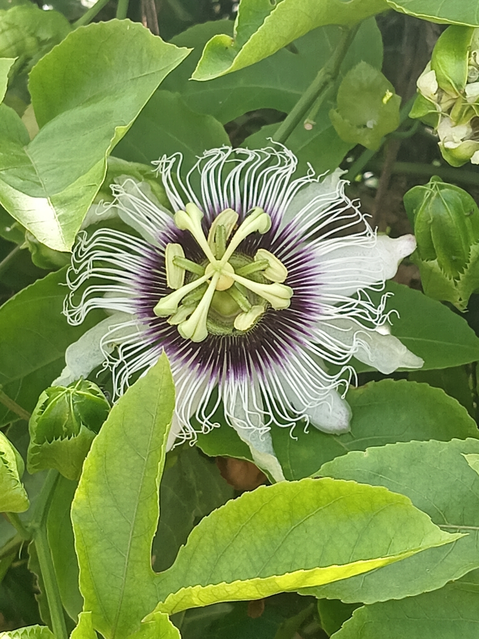 Passiflora edulis