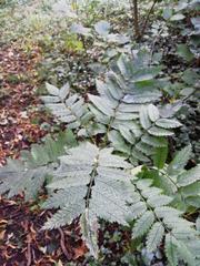 Sorbus aucuparia