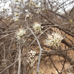 Combretum mossambicense