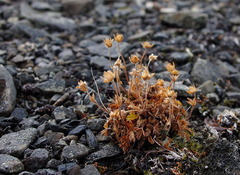 Potentilla hyparctica