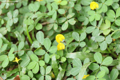 Arachis pintoi