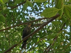 Turdus merula