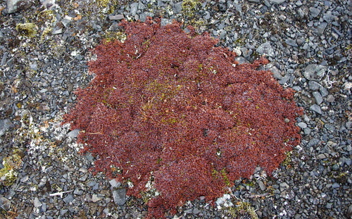 Eight-petal Mountain-Avens
