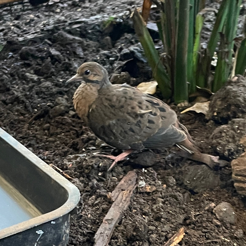 Socorro Dove