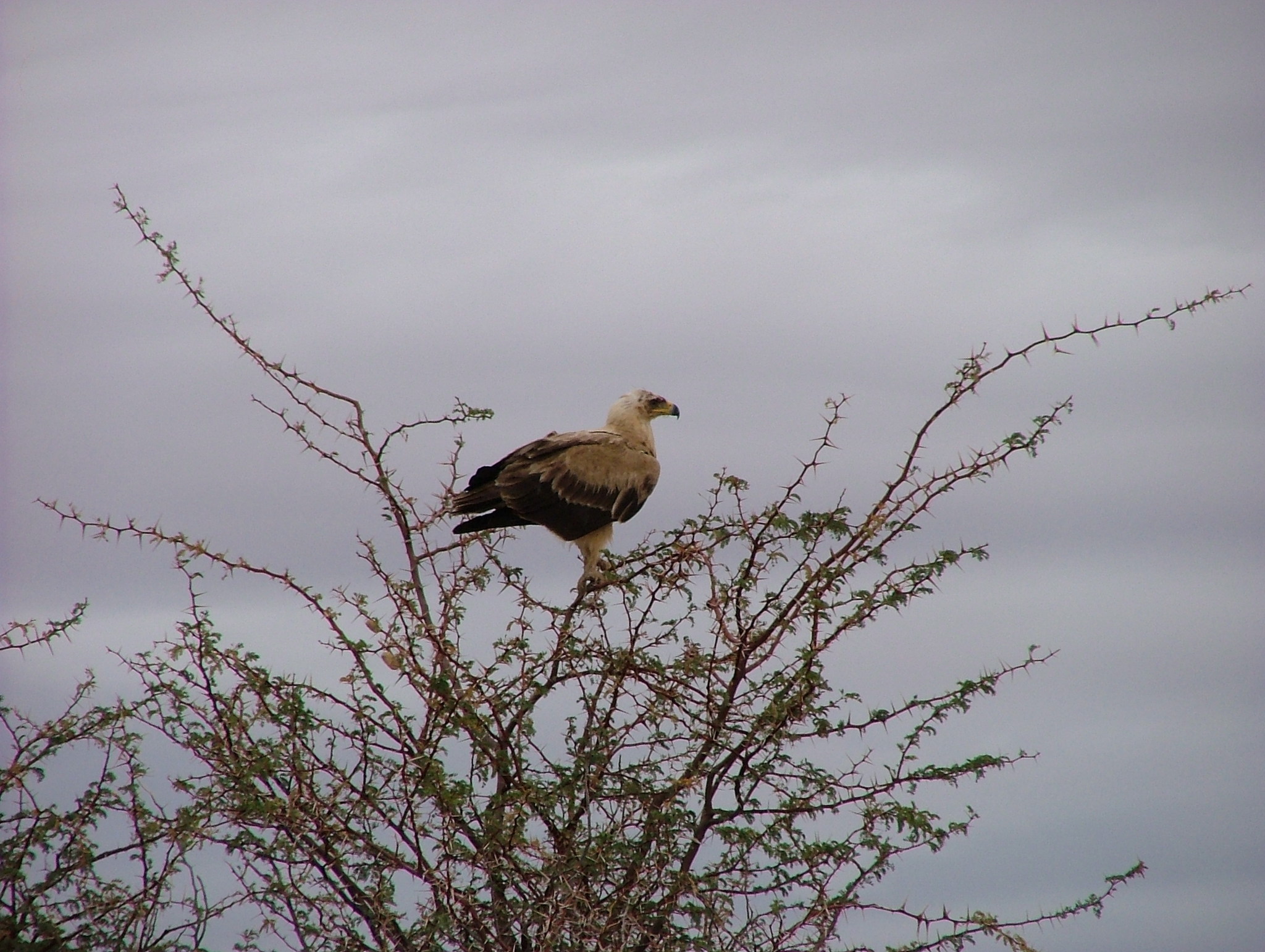 Tawny Eagle
