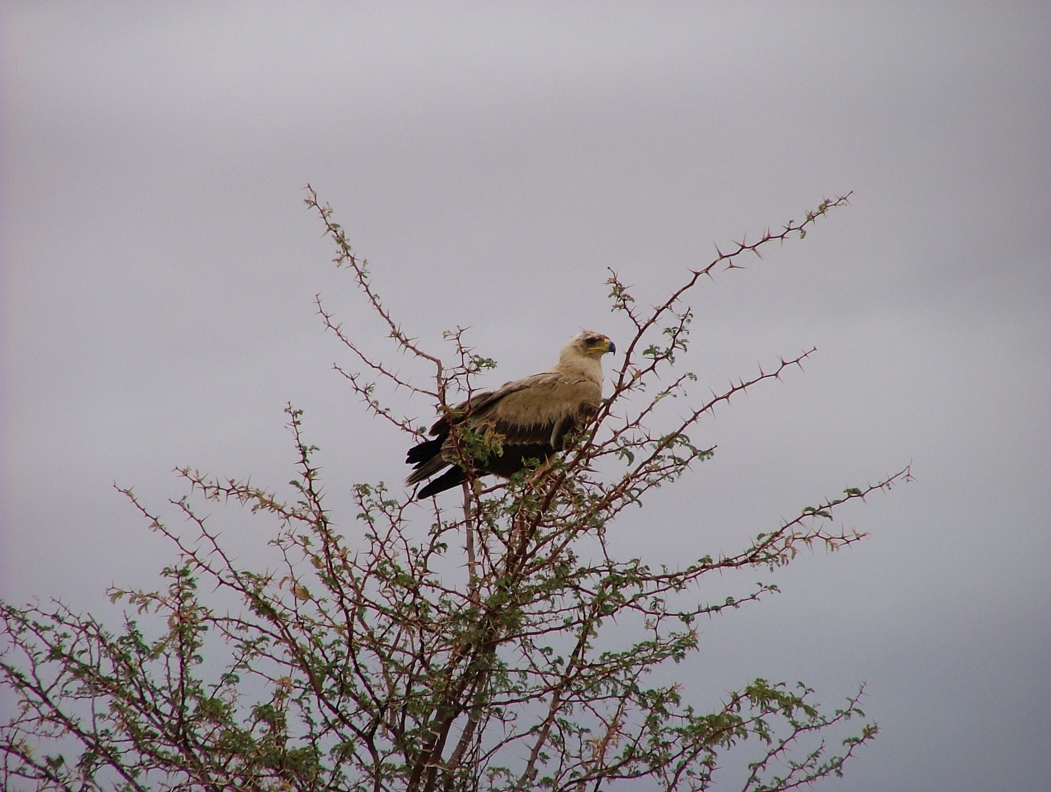 Tawny Eagle