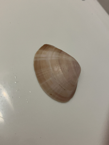 Mactra stultorum