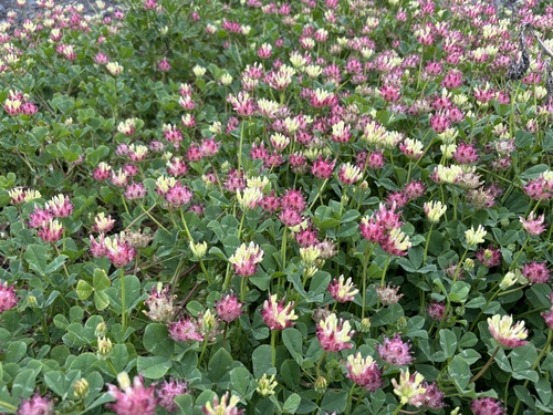 Trifolium fucatum iNat (1)