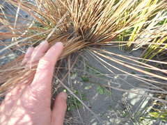Carex testacea