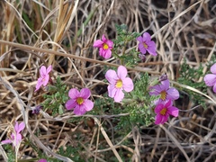 Jamesbrittenia aurantiaca