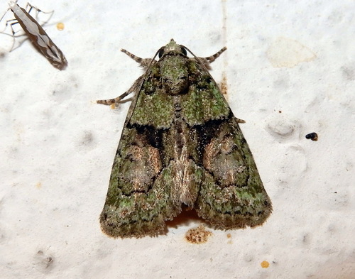 Tree-lichen Beauty