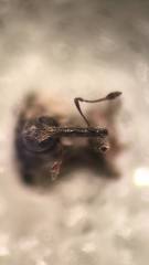 Microplontus rugulosus