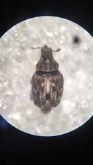 Microplontus rugulosus