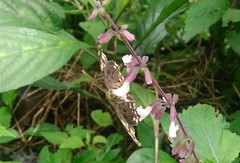 Coladenia indrani