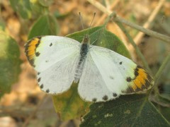 Colotis aurora