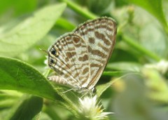Leptotes plinius