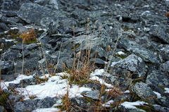 Alopecurus magellanicus