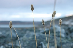 Alopecurus magellanicus