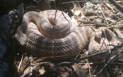 Crotalus tigris