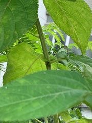 Catopsilia pyranthe