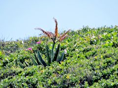Gasteria acinacifolia