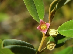 Boronia lanceolata
