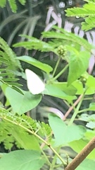 Catopsilia pyranthe