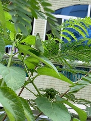 Catopsilia pyranthe
