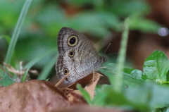 Ypthima pandocus corticaria