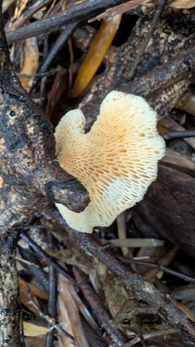 Neofavolus alveolaris