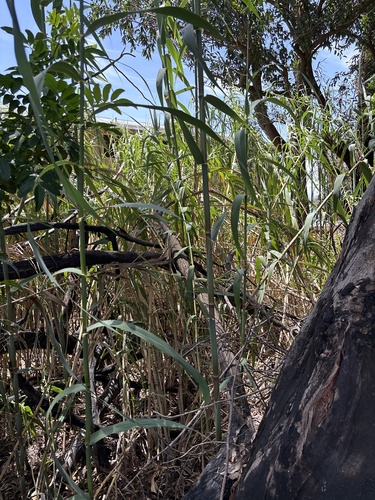 Arundo donax observed 2025-05-14