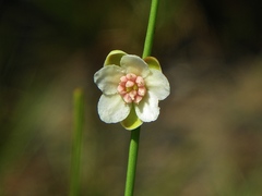 Hibbertia juncea