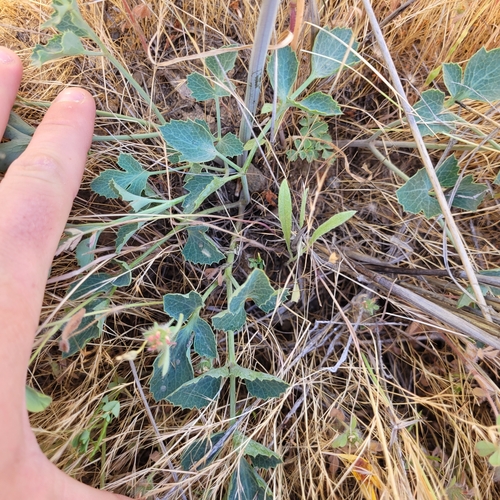 Napa lomatium (Lomatium repostum)