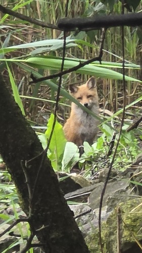 iNaturalist observation 2025-05-14