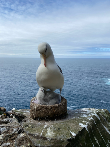 Albatros ojeroso (Thalassarche melanophris)