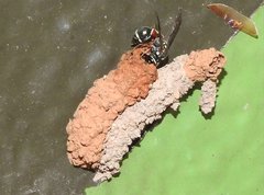 Paraleptomenes miniatus