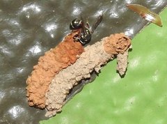 Paraleptomenes miniatus