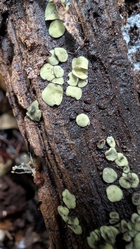 Chlorosplenium chlora