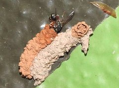 Paraleptomenes miniatus