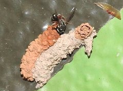 Paraleptomenes miniatus