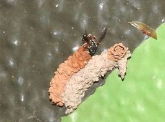 Paraleptomenes miniatus