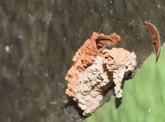 Paraleptomenes miniatus