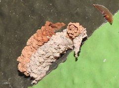 Paraleptomenes miniatus