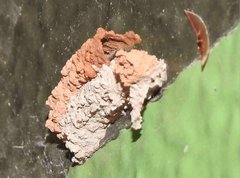 Paraleptomenes miniatus