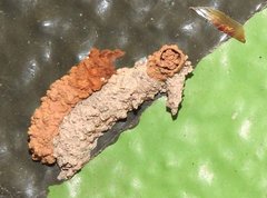 Paraleptomenes miniatus