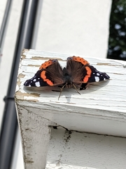Vanessa atalanta