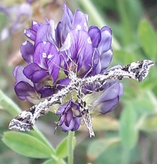 Amblyptilia punctidactyla